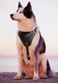 Comfort Padded Dog Harness for Siberian husky Comfort Padded Dog Harness for Siberian husky